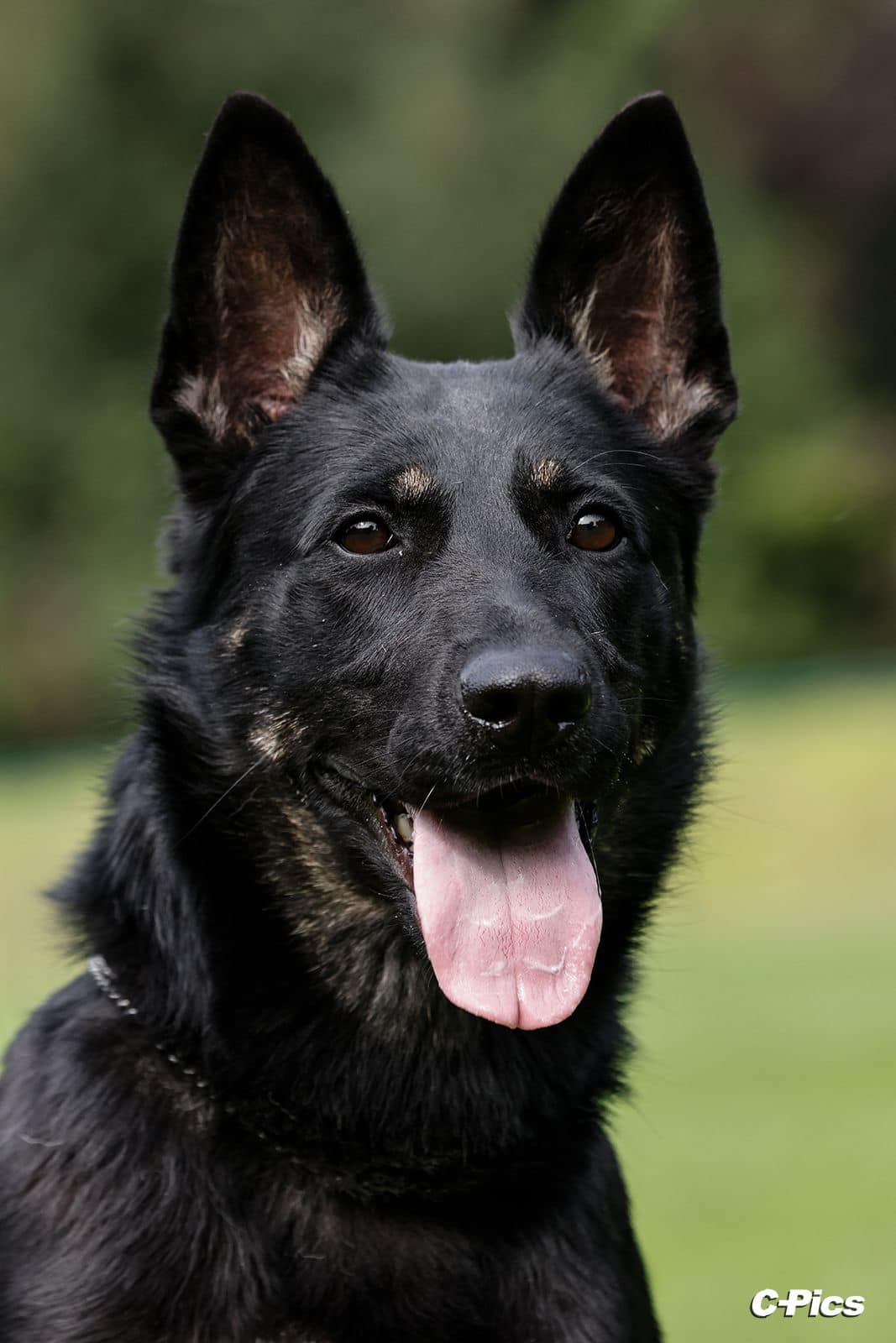 5 Best German Shepherd Breeders in Germany (2023) - The Good German ...