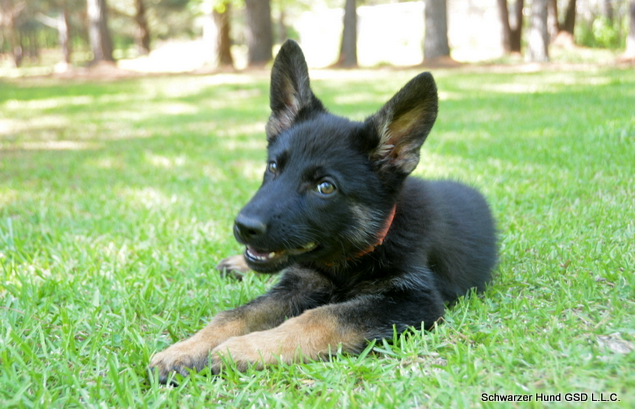 Schwarzer Hund German Shepherds L.L.C