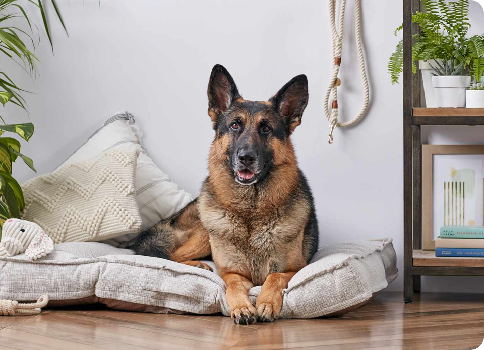 Bay Area German Shepherd Rescue