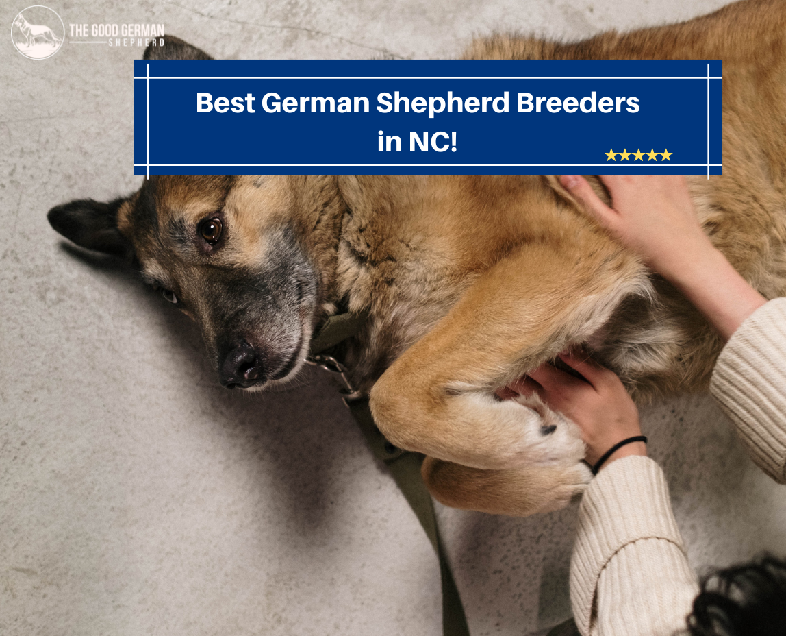 Best German Shepherd Breeders in NC