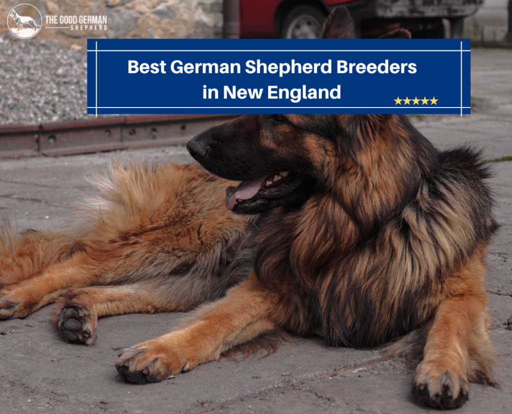 15 Best German Shepherd Breeders in New England The Good German Shepherd