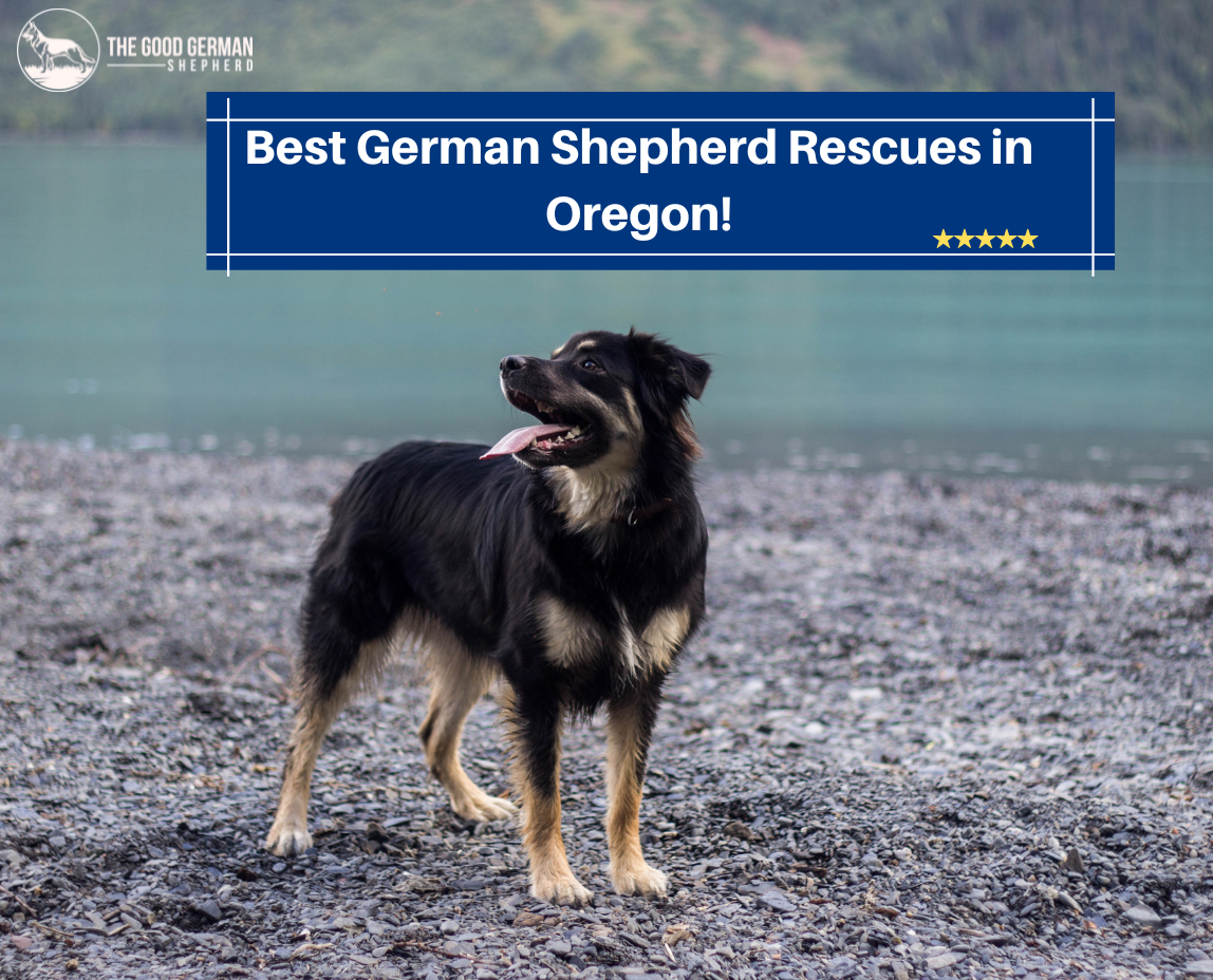 Best German Shepherd Breeders in Oregon