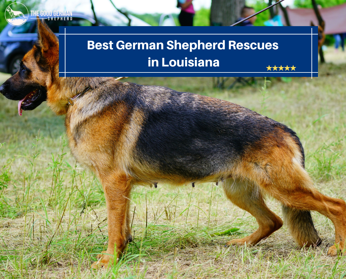 Best German Shepherd Rescues in Louisiana