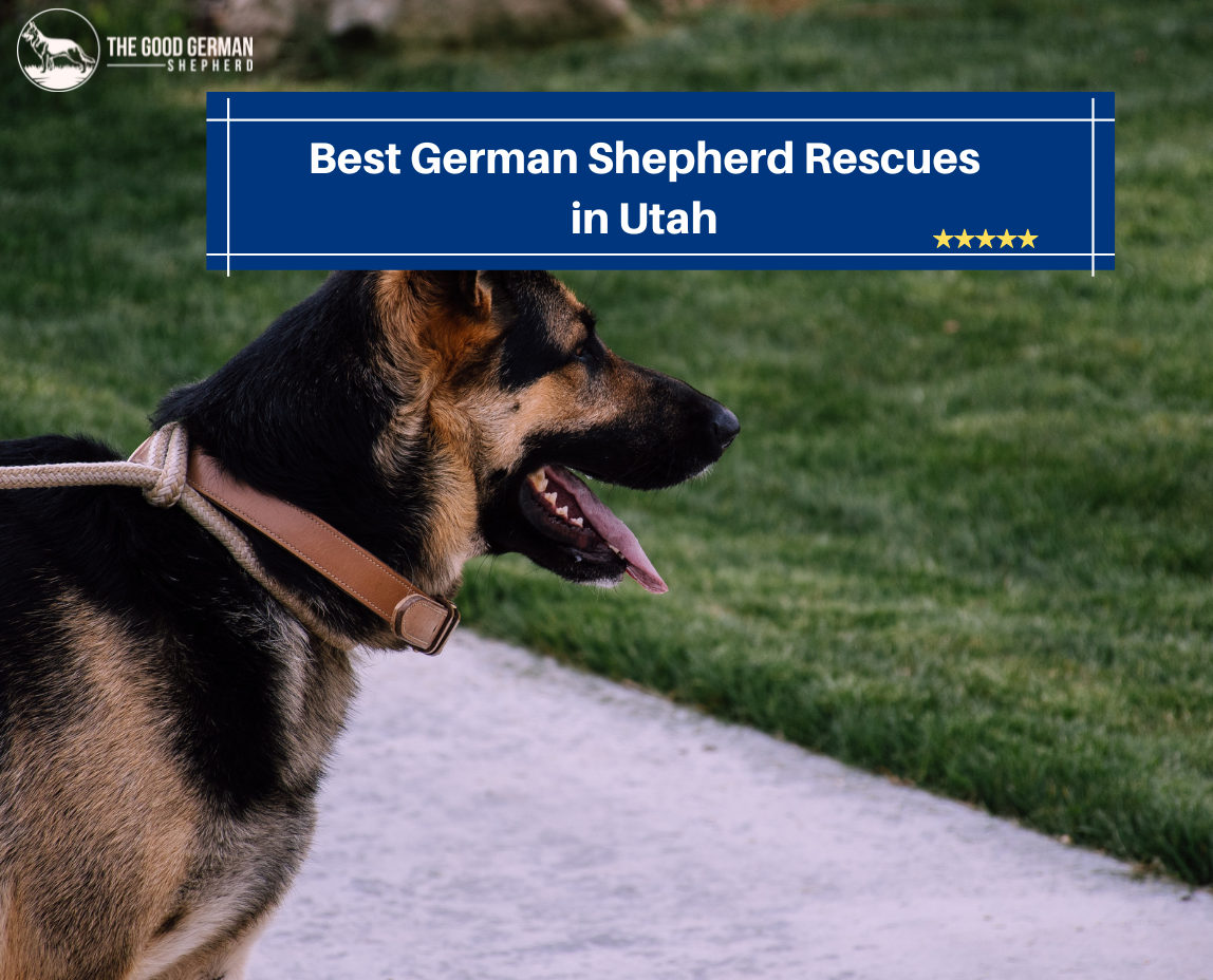 Best German Shepherd Rescues in Utah