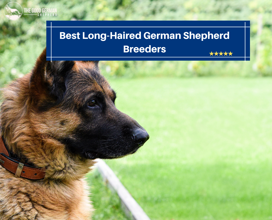 Best Long-Haired German Shepherd Breeders