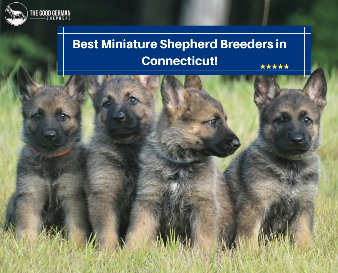 10 Best Miniature German Shepherd Breeders in 2023 - The Good German ...