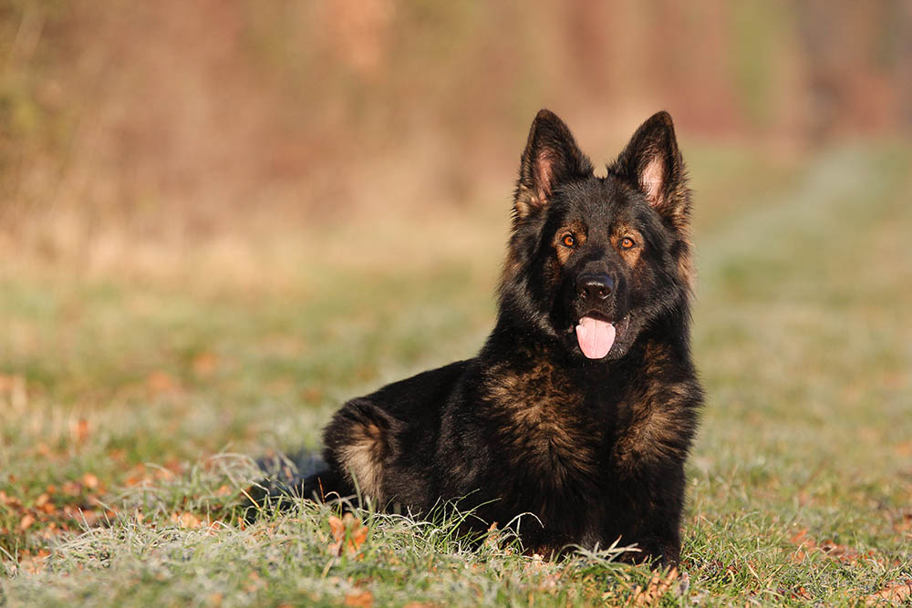 Big East German Shepherds 