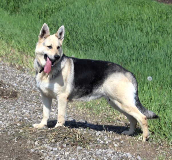 Black and Cream German Shepherd