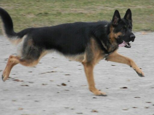 Blanket german shepherd