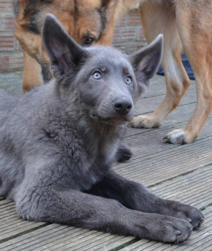 Blue German Shepherd