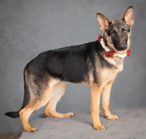 6 Best German Shepherd Rescues in Florida - The Good German Shepherd