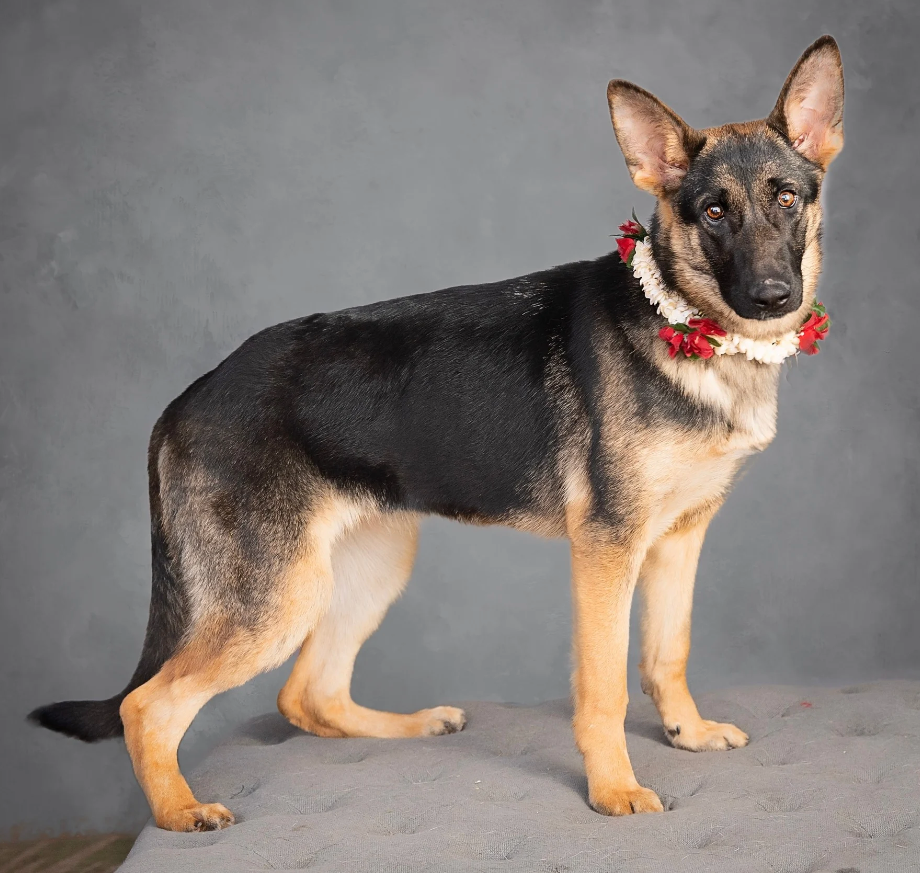 Daytona Beach German Shepherd Rescue