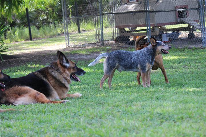 Dreamcatcher German Shepherd Rescue