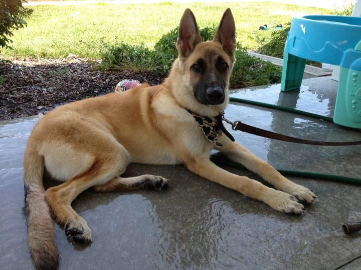 Fawn German Shepherd