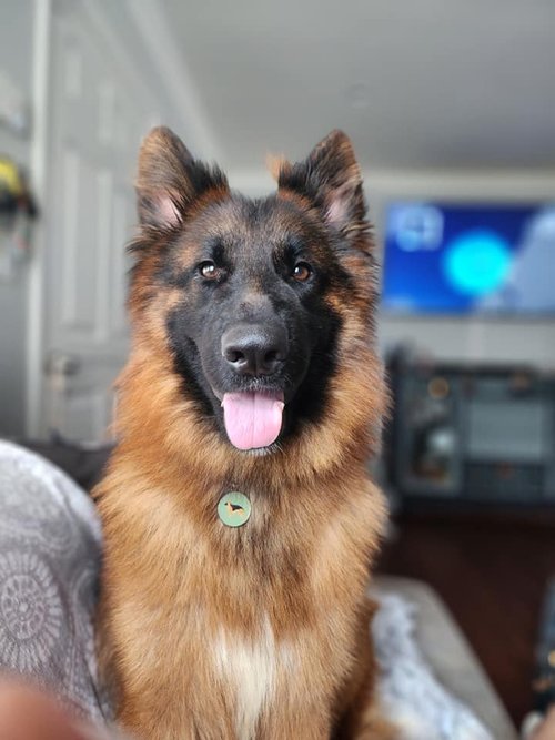 Garden State German Shepherd Rescue