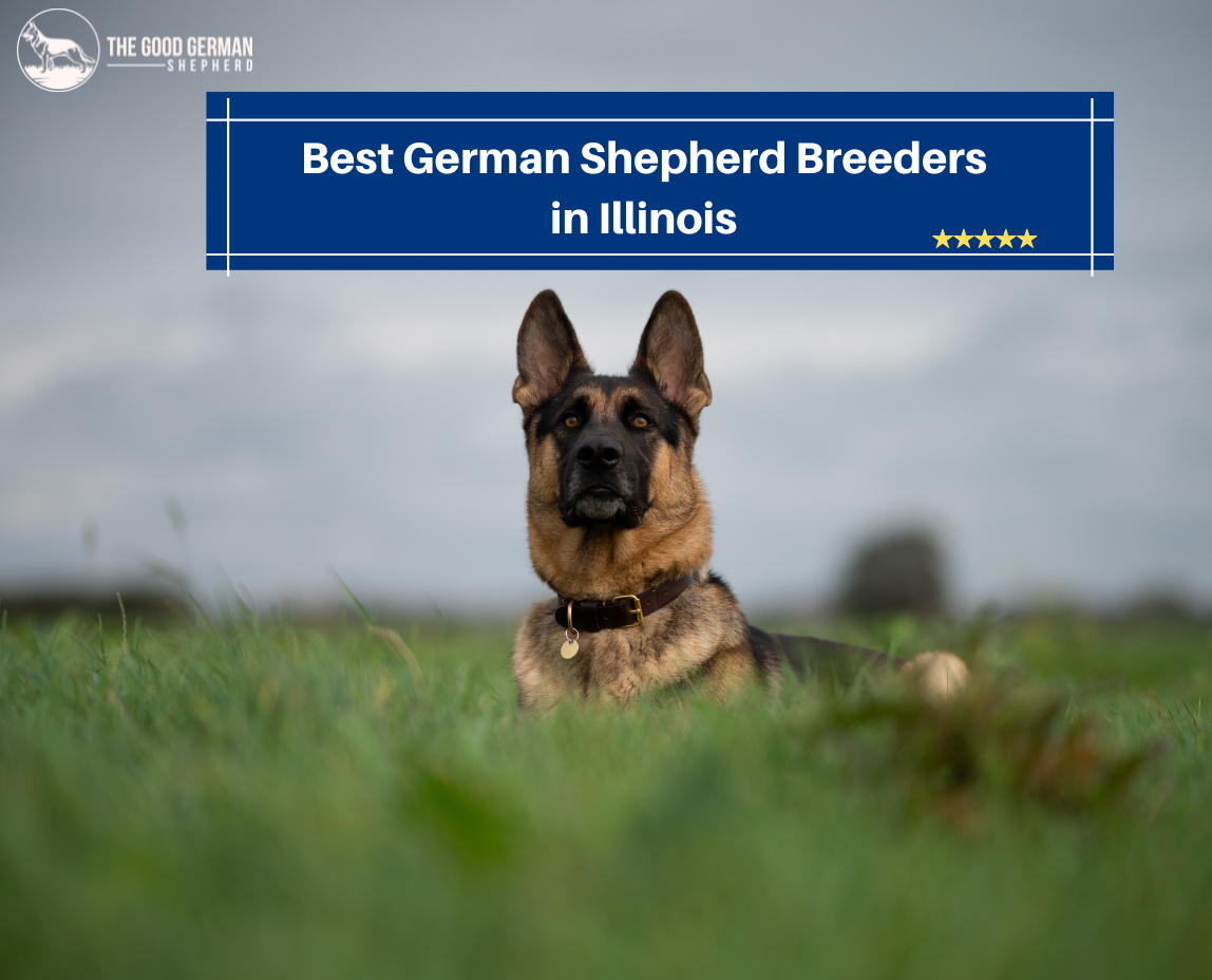 German Shepherd Breeders in Illinois