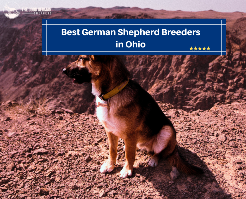 11 Best German Shepherd Breeders in Ohio! (2023) The Good German Shepherd