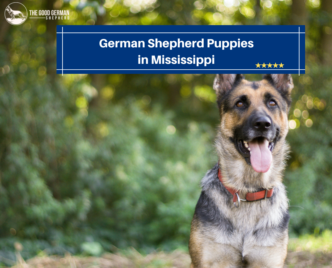 German Shepherd Puppies in Mississippi