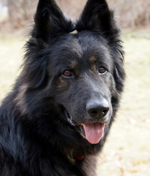 German Shepherd Rescue of New England