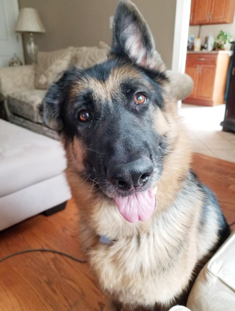 German Shepherd Rescue of New Jersey