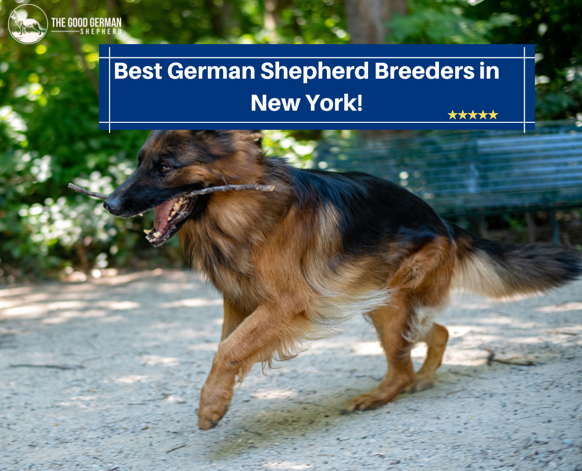 German Shepherd Rescues In New York
