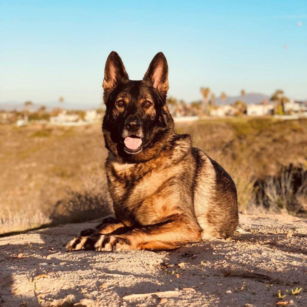 German Shepherd Safe Haven