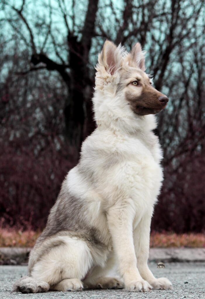 Gray German Shepherd