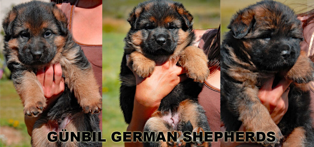 Gunbil German Shepherds