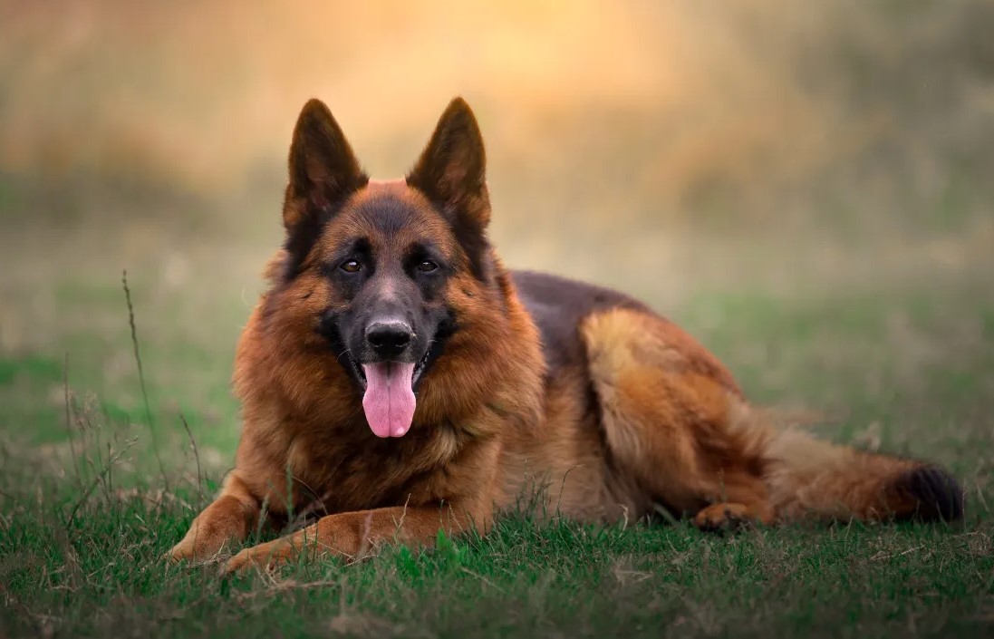 10 Best German Shepherd Breeders in Oregon - The Good German Shepherd