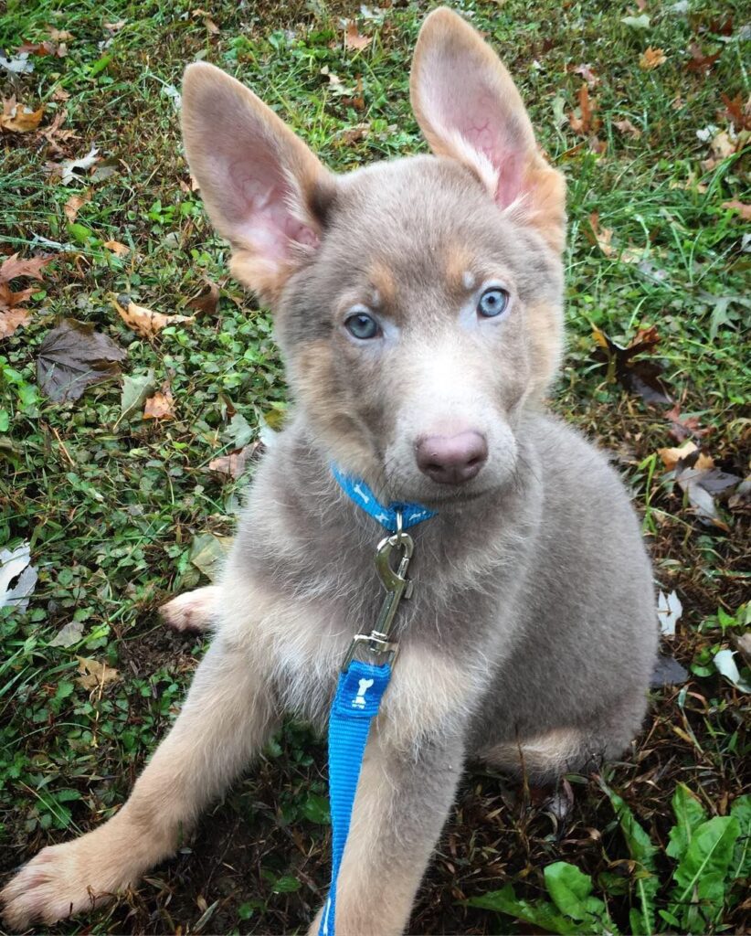 Isabella German Shepherd