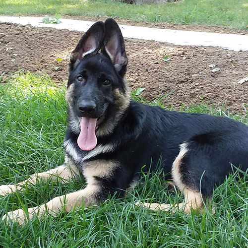 Krieghund Farm German Shepherd Breeders in Nebraska