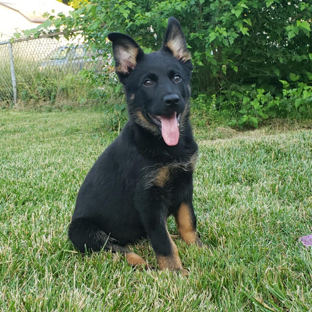 Landschaft German Shepherds