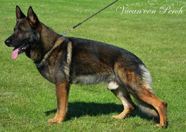 Lindesfarne German Shepherds Ohio