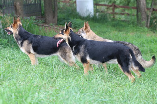 Menards Legendary German Shepherds 