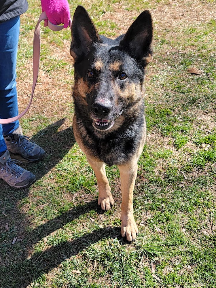 Mid-Atlantic German Shepherd Rescue