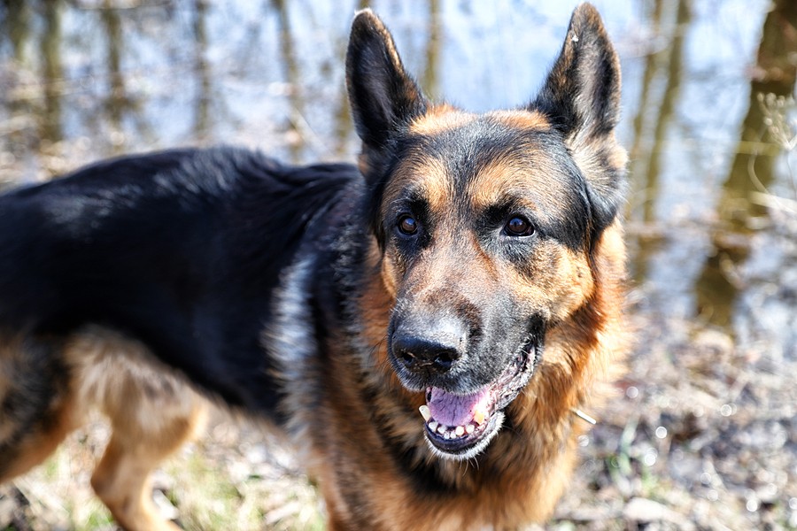 Misty Ridge Animal Resort & Boarding Kennel