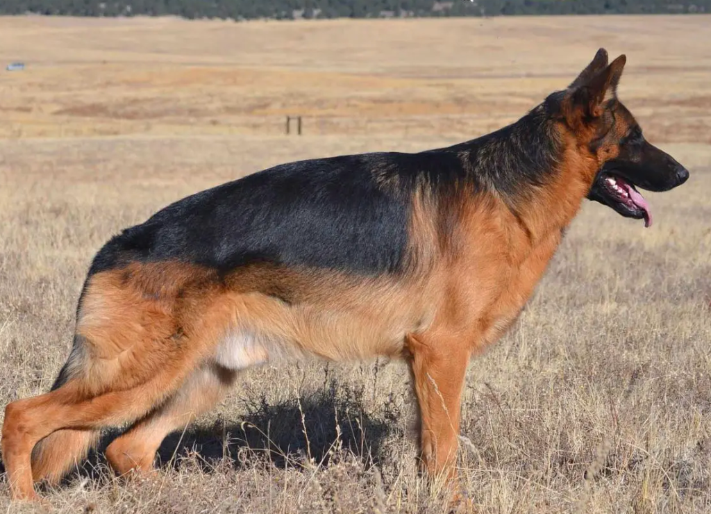 Mittelwest German Shepherds