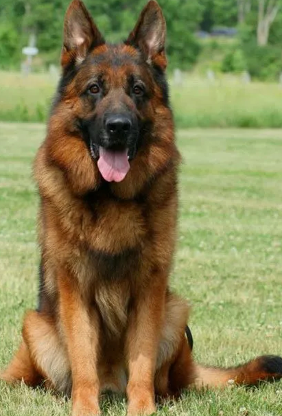 Mittelwest German Shepherds Breeders