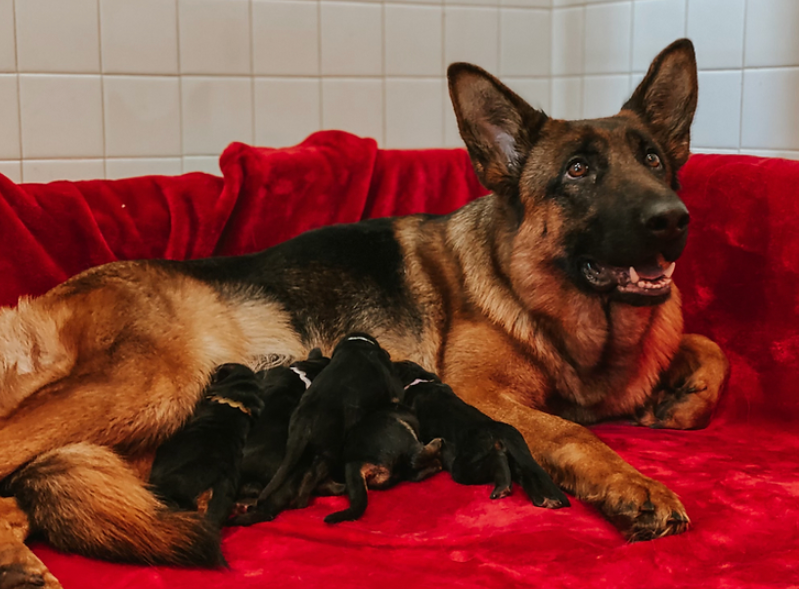 My Bodyguard’s German Shepherd Dogs Breeders