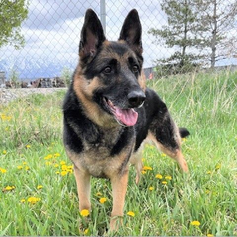 North Utah Valley Animal Shelter