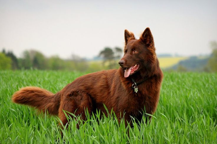 Red German Shepherd