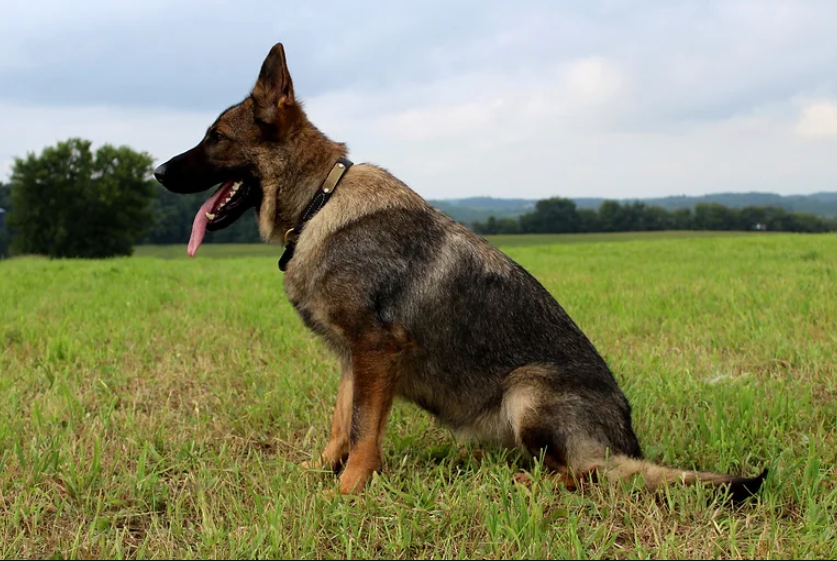 Reginhard German Shepherds