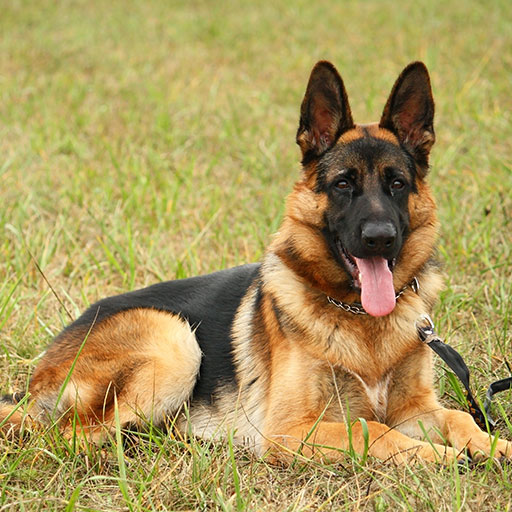 Regis Regal German Shepherd Breeder