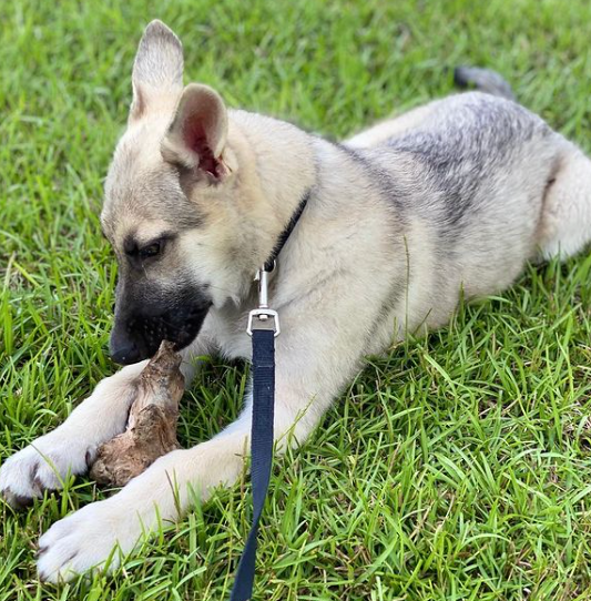 Sable German Shepherd