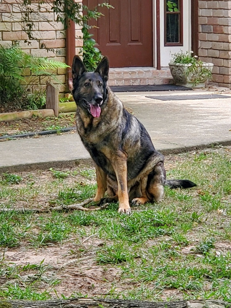 Sauver Des Chiens German Shepherd Rescue