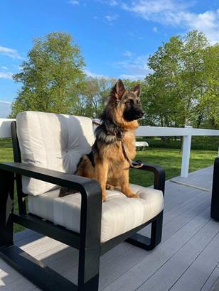 Schweitzer German Shepherds 