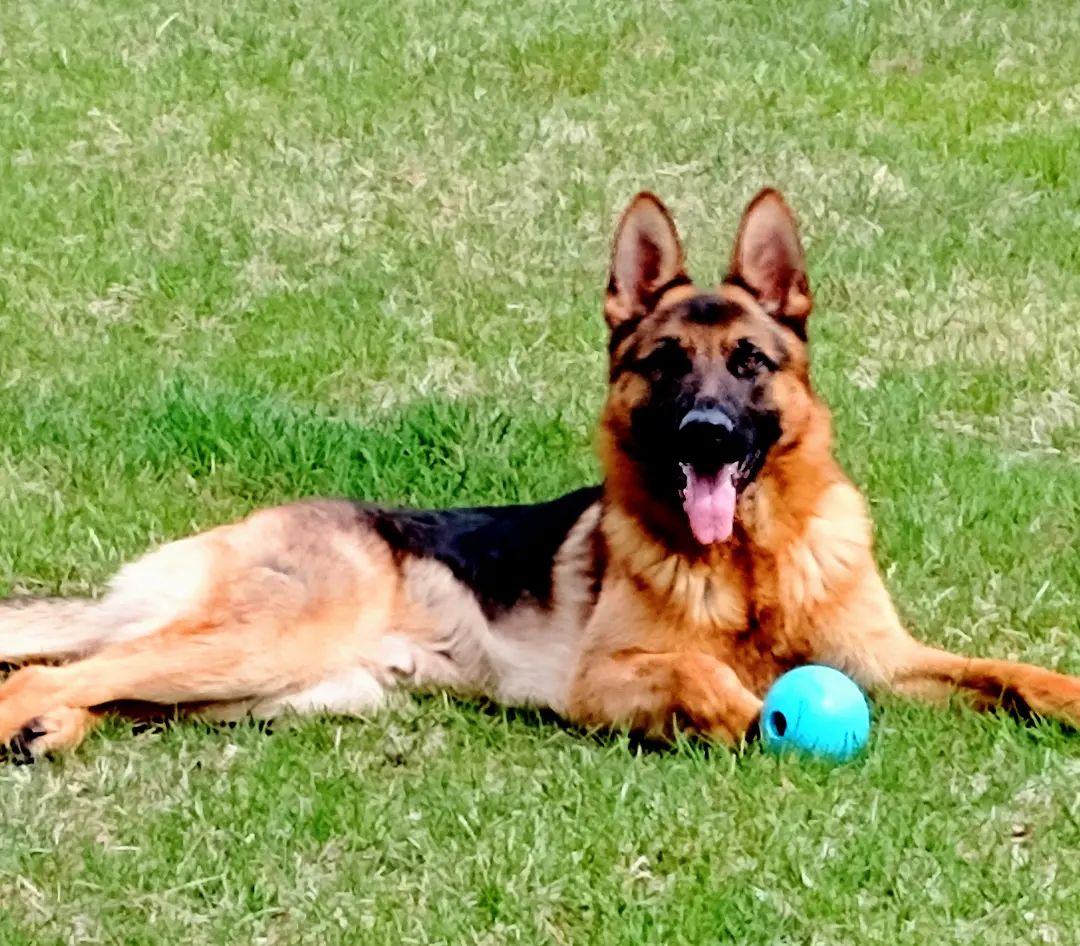 10 Best German Shepherd Breeders in Oregon The Good German Shepherd