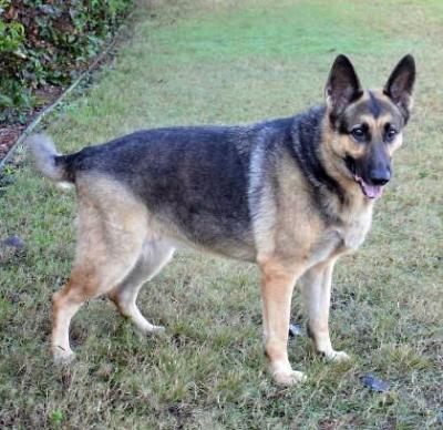 Southwest Florida German Shepherd Rescue