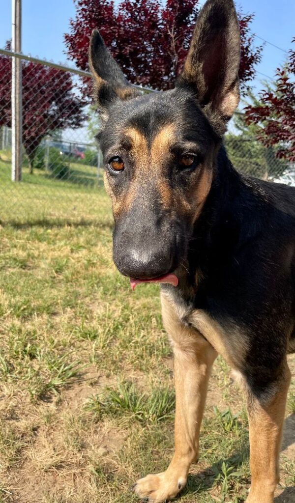 Utah German Shepherd Rescue