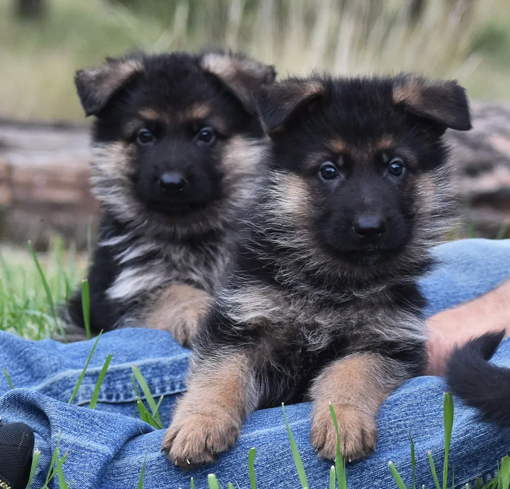 10 Best Long-Haired German Shepherd Breeders - The Good German Shepherd